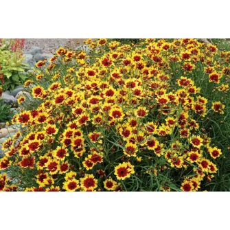Menyecskeszem (Coreopsis)