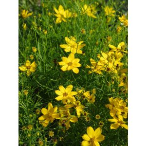 Coreopsis El Dorado - Menyecskeszem