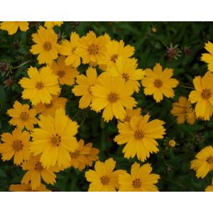 Coreopsis grandiflora Christchurch - Menyecskeszem