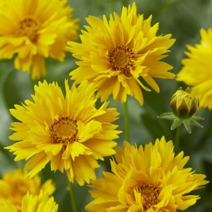 Coreopsis grandiflora Sonnenkind - Menyecskeszem