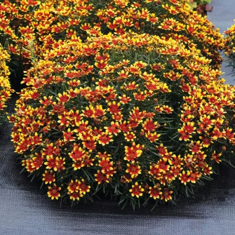 Menyecskeszem (Coreopsis)
