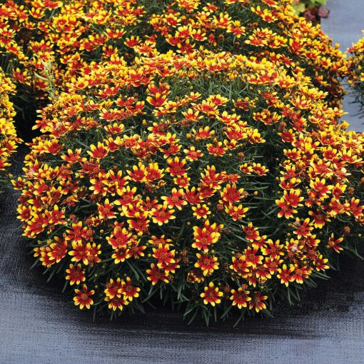 Coreopsis Honeybunch Red and Gold - Menyecskeszem