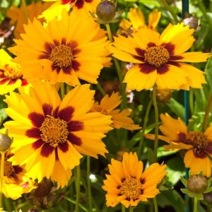 Coreopsis lanceolata Baby Gold - Menyecskeszem