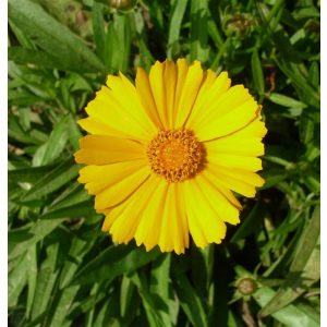 Coreopsis lanceolata Goldteppich - Menyecskeszem