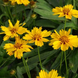 Coreopsis lanceolata Rotkehlchen - Menyecskeszem