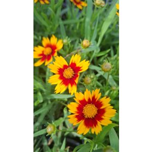 Coreopsis Little Bang Daybreak - Menyecskeszem