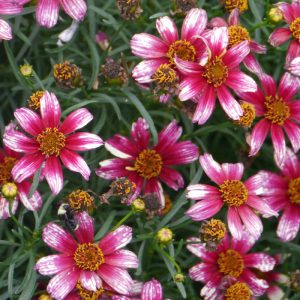 Coreopsis Madras Magic - Menyecskeszem