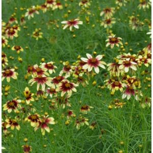 Coreopsis Route 66 - Menyecskeszem