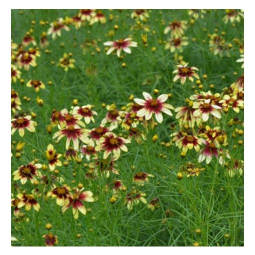 Coreopsis Route 66 - Menyecskeszem