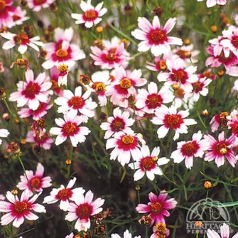 Menyecskeszem (Coreopsis)