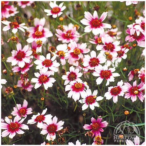 Coreopsis Sweet Dreams - Menyecskeszem