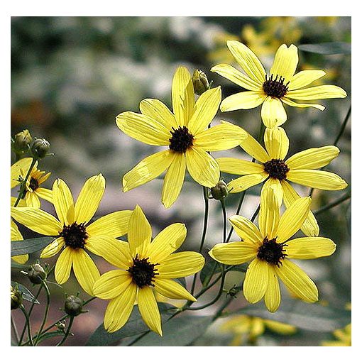 Coreopsis tripteris - Menyecskeszem