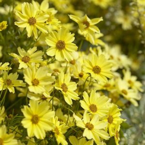 Coreopsis verticillata Creme Brulee - Menyecskeszem