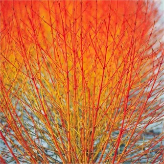 Som (Cornus)
