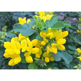 Koronafürt (Coronilla)