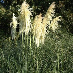 Cortaderia Lime Green Mistral - Pampafű