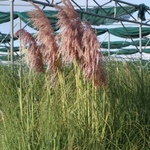 Cortaderia Red Mistral - Pampafű