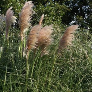 Cortaderia selloana Copper Mistral - Pampafű