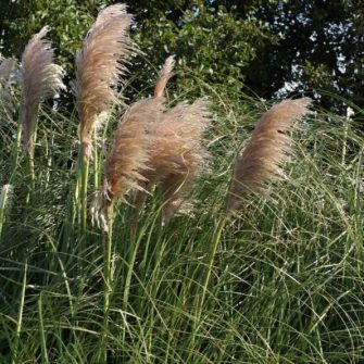 Pampafű (Cortadeira)