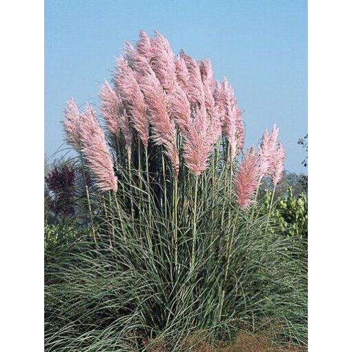 Cortaderia selloana Pink Feather - Pampafű