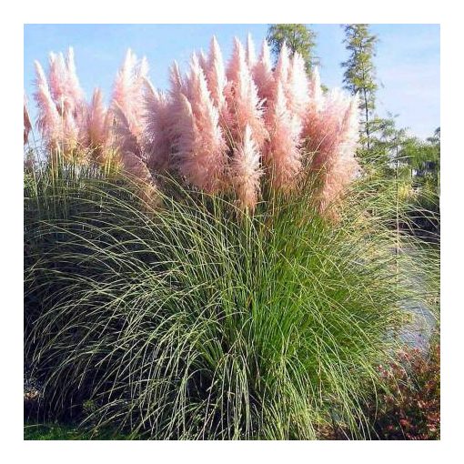 Cortaderia selloana Rosea - Pampafű