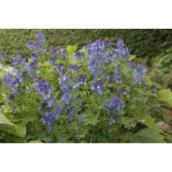 Keltike (Corydalis)