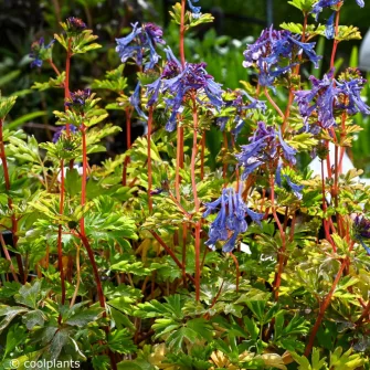 Keltike (Corydalis)