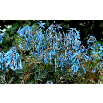 Keltike (Corydalis)