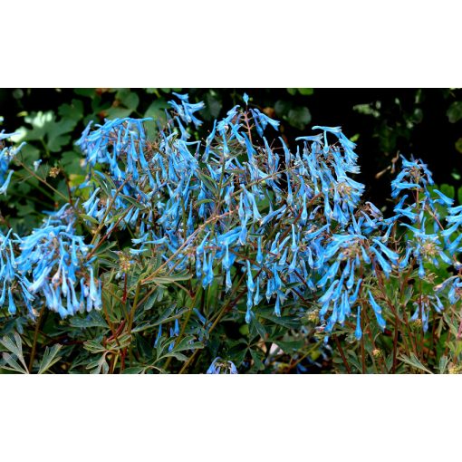 Corydalis flexuosa Porcelain Blue - Keltike