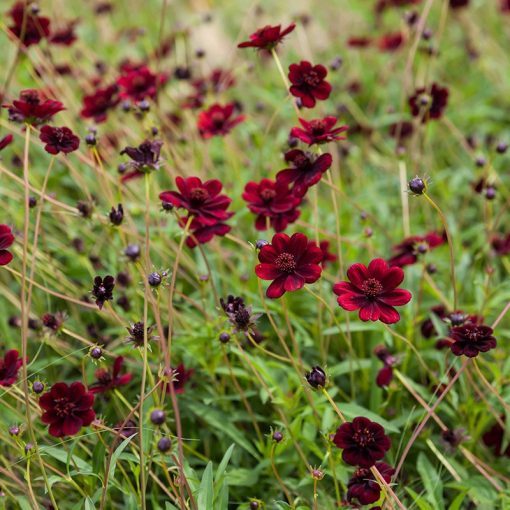 Cosmos atrosanguineus - Csokoládé virág