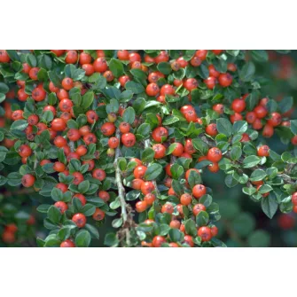 Madárbirs (Cotoneaster)