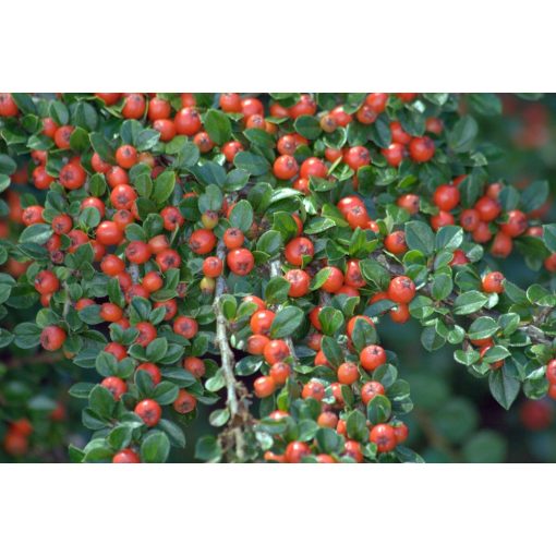 Cotoneaster dammeri - Madárbirs