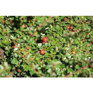 Cotoneaster dammeri Mooncreeper - Madárbirs