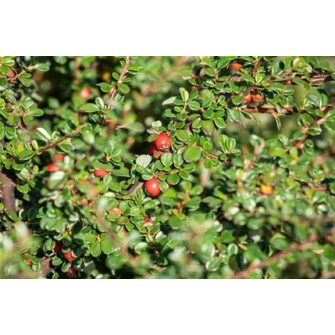 Madárbirs (Cotoneaster)