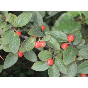 Cotoneaster franchetii - Madárbirs