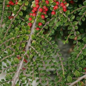 Cotoneaster horizontalis - Madárbirs