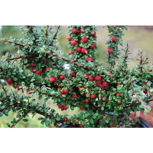 Cotoneaster microphyllus - Madárbirs