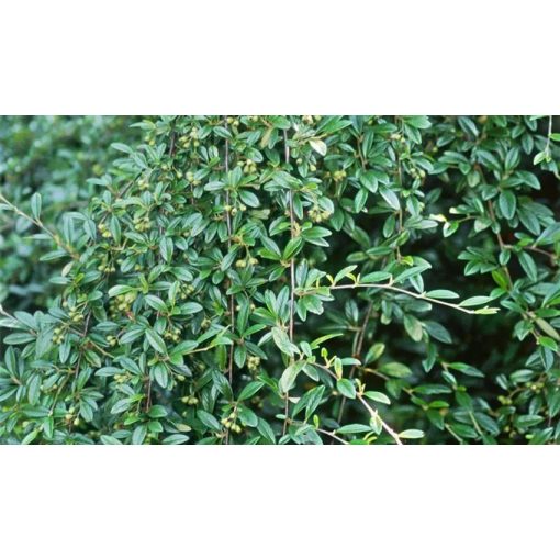 Cotoneaster salicifolius Green Carpet - Madárbirs