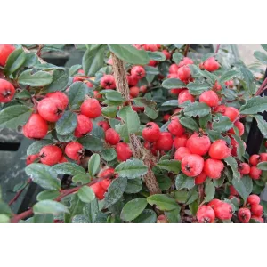 Cotoneaster suecicus Coral Beauty - Madárbirs