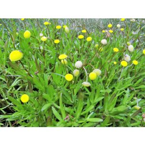 Cotula coronopifolia - Lúgvirág