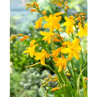 Sáfrányfű (Crocosmia)
