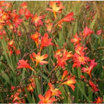 Sáfrányfű (Crocosmia)