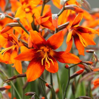 Sáfrányfű (Crocosmia)