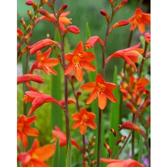 Sáfrányfű (Crocosmia)