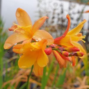 Crocosmia Orange Pekoe - Sáfrányfű