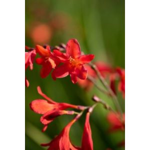 Crocosmia Princess - Sáfrányfű