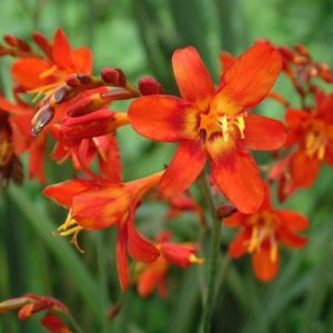 Crocosmia Saracen - Sáfrányfű