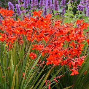 Crocosmia Twilight Fairy Crimson - Sáfrányfű