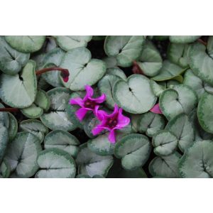 Cyclamen coum - Silver leaf - Télálló ciklámen