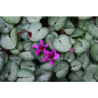 Télálló ciklámen (Cyclamen)